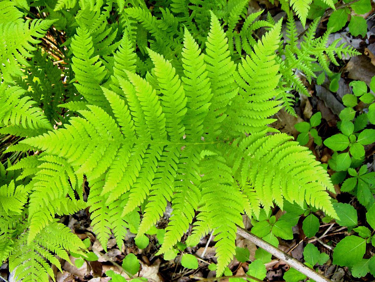 Saturday, June 1, 9:30 am – 12:30 pm – Identifying Ferns at the Arnold Arboretum