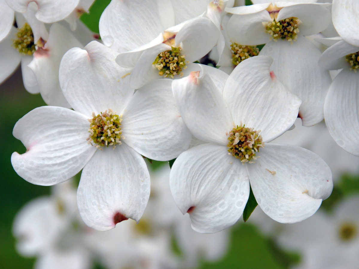 Saturday, September 12, 5:00 pm – Dogwood Days Garden Party