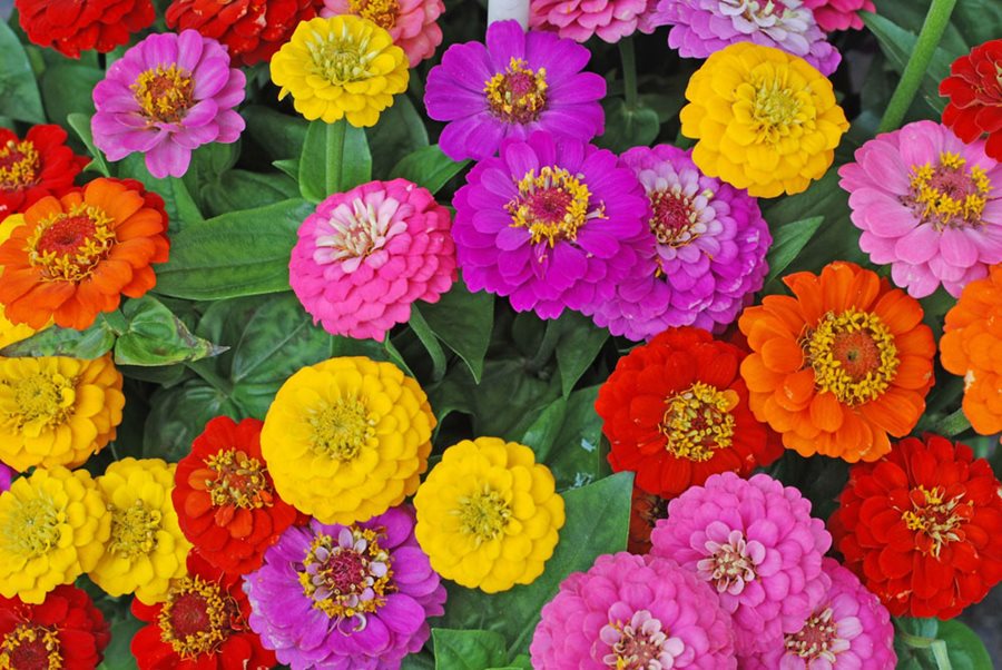 Friday, May 17 – Sunday, May 19 – Gore Place Plant Sale