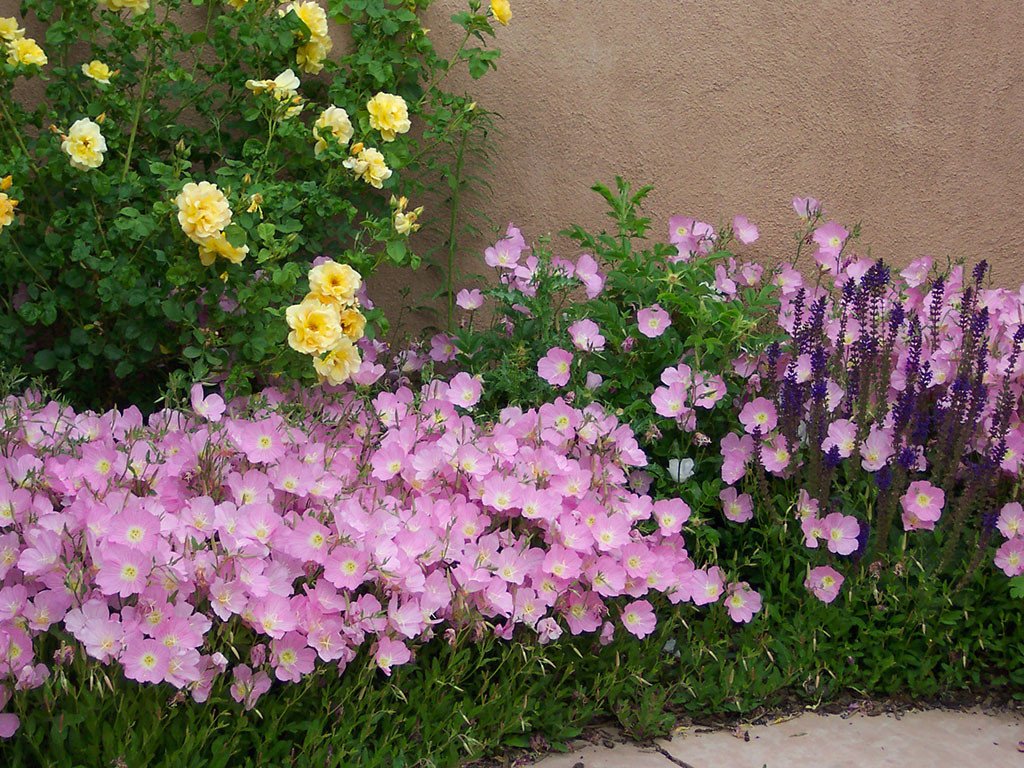 Wednesday, June 26, 10:00 am – 3:00 pm – June Blooms