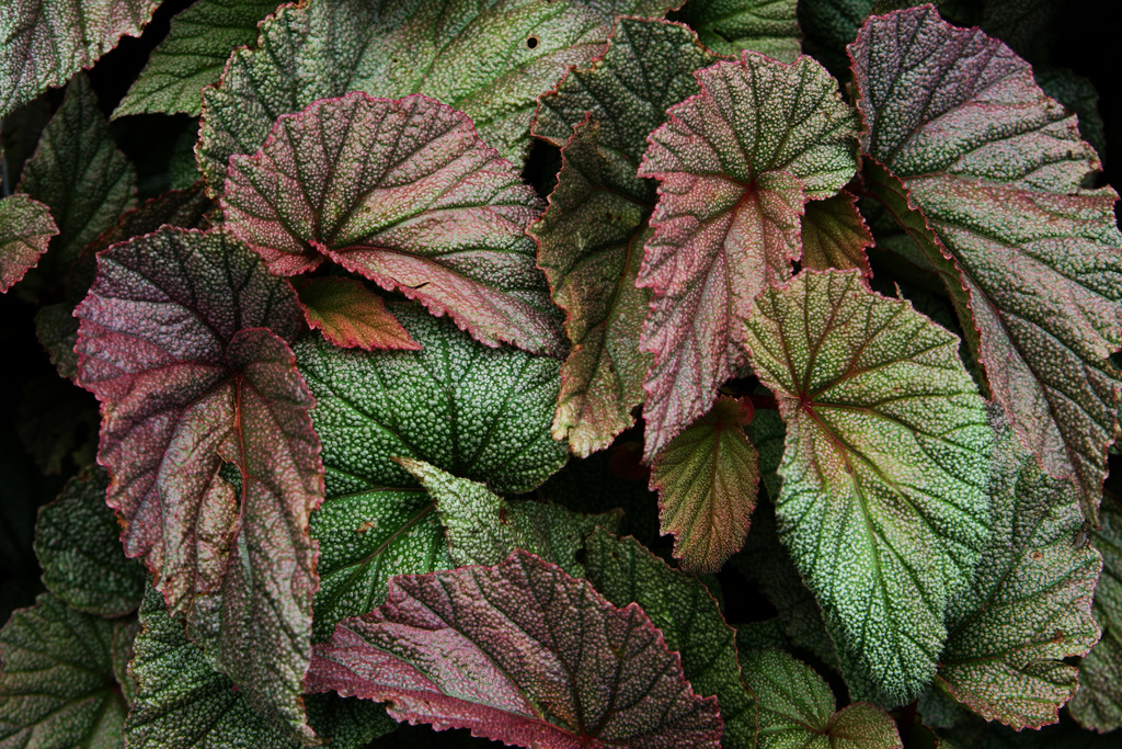 Tuesday, September 3 – Sunday, September 8 – American Begonia Society National Convention