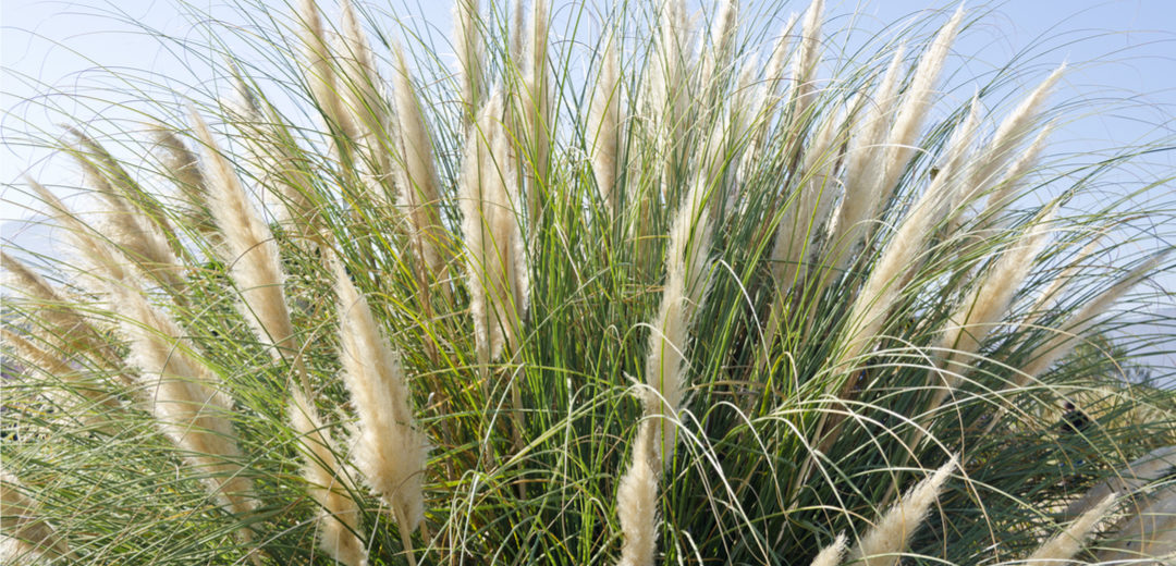 Friday, July 26, 10:00 am – 4:00 pm, and Saturday, July 27, 10:00 am – 2:00 pm – Grasses of the Northeast