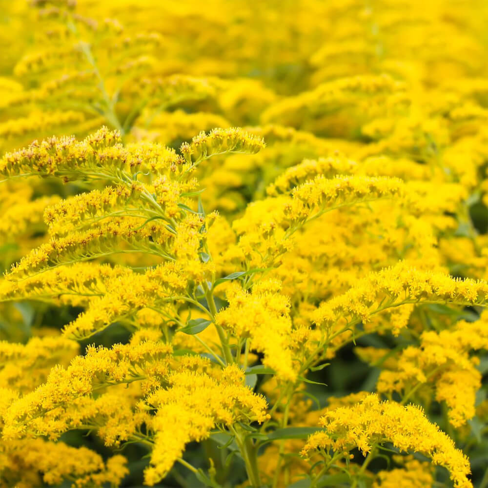 Thursday, August 8, 1:00 pm – 3:00 pm – The Best Weeds