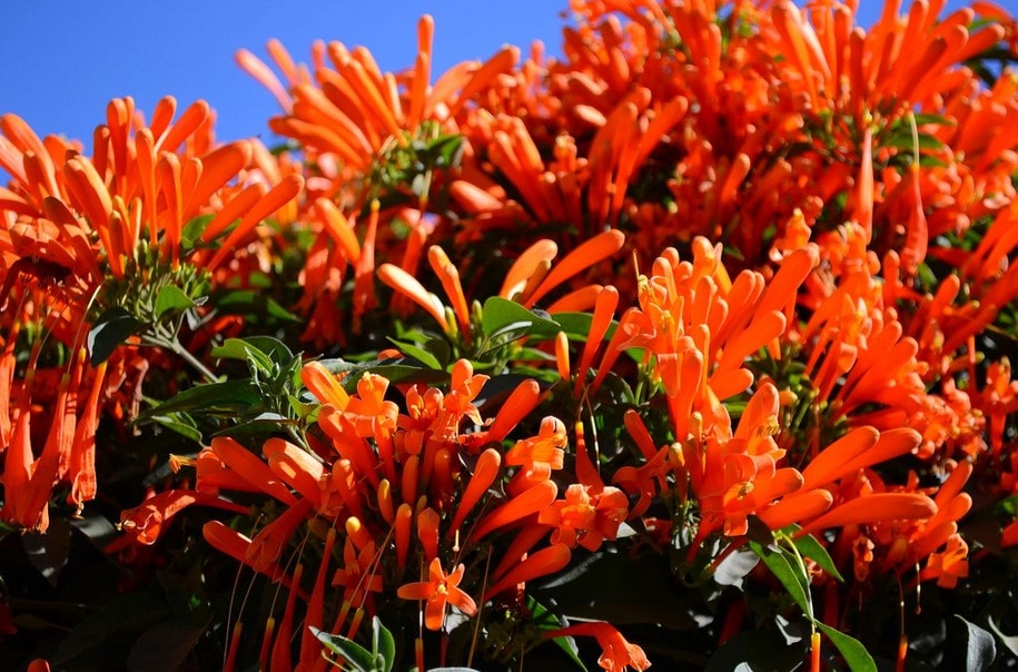 Wednesday, April 1 – Saturday, April 11 – Discover Botanical Hawaii