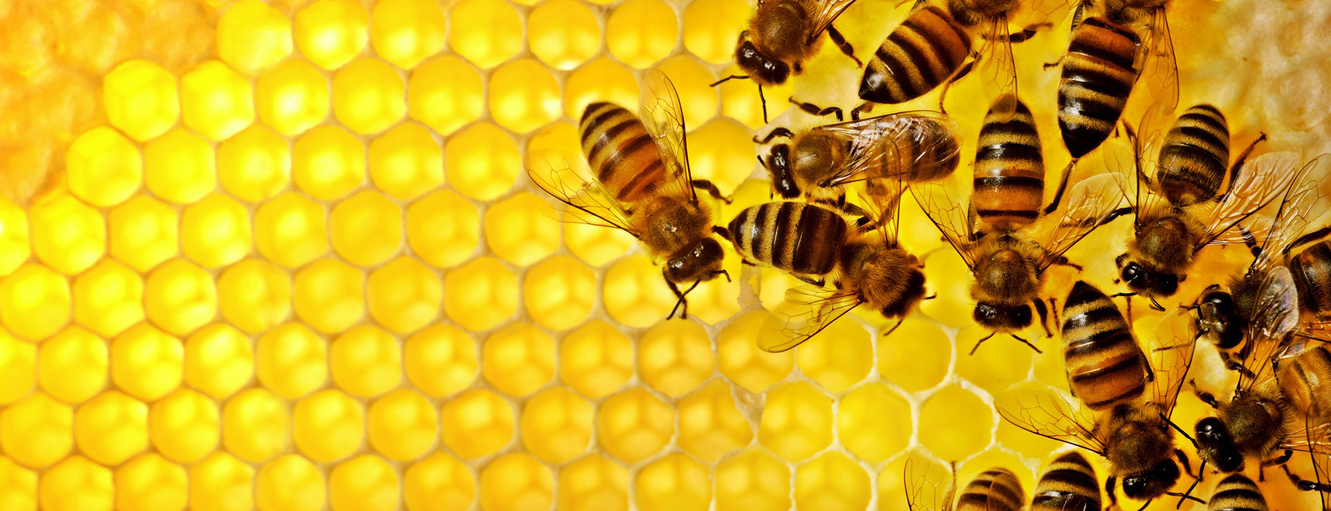 Wednesday, November 6, 10:00 am – Beekeeping in an Urban Environment