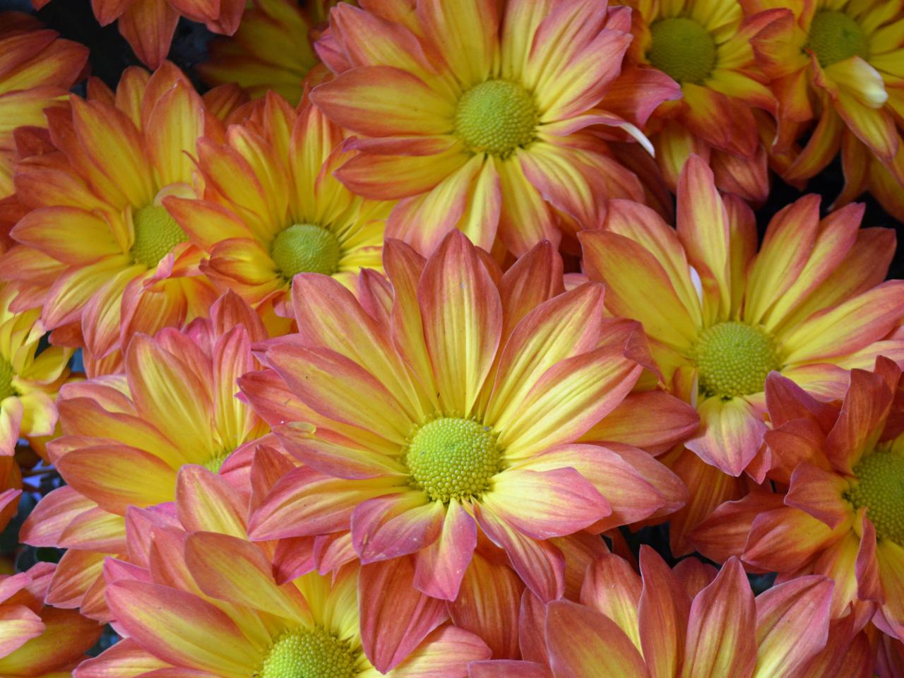 Wednesday, October 30, 8:00 am – 3:00 pm – 2019 Garden Club Federation of Massachusetts Fall Conference