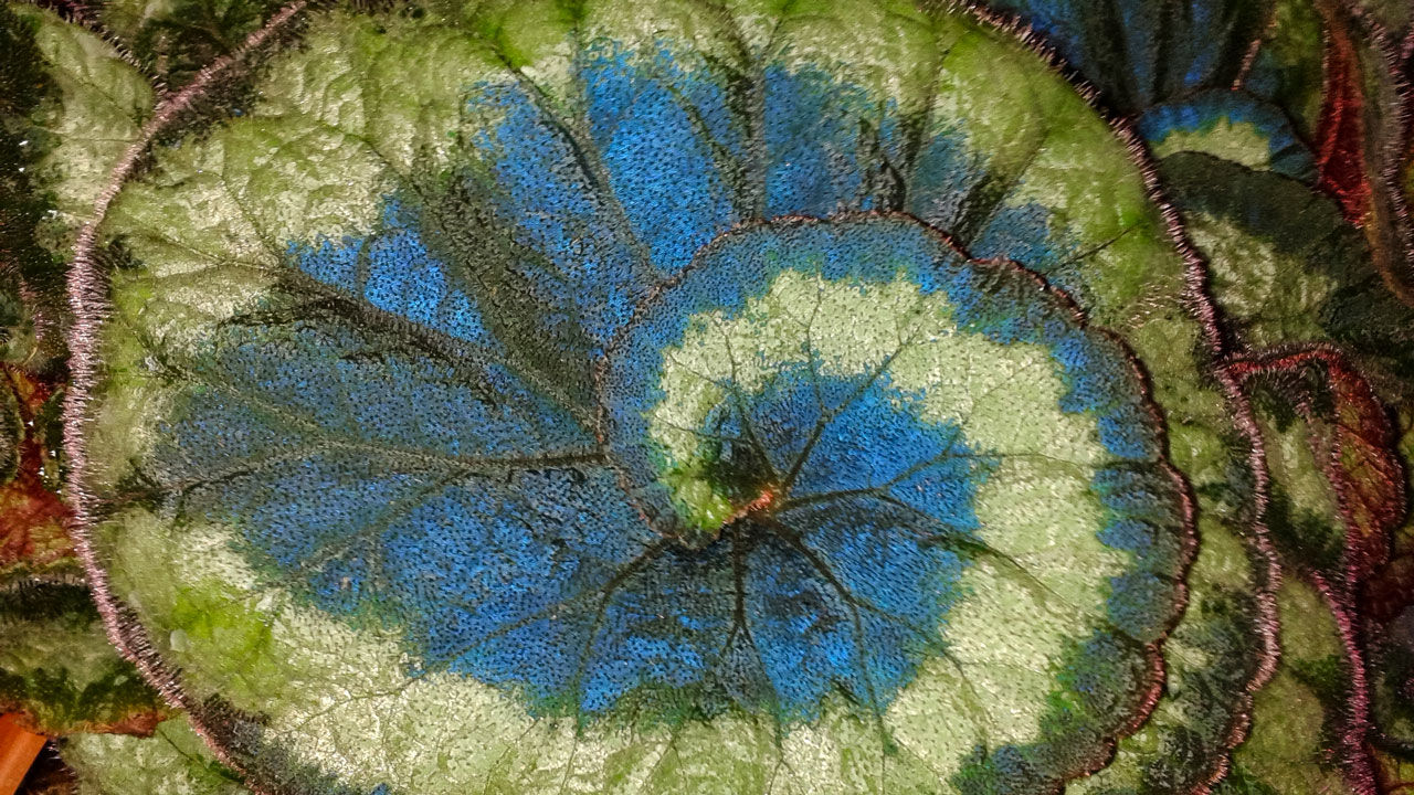 Tuesday, February 11, 7:00 pm – 8:30 pm – Begonias for Any Season