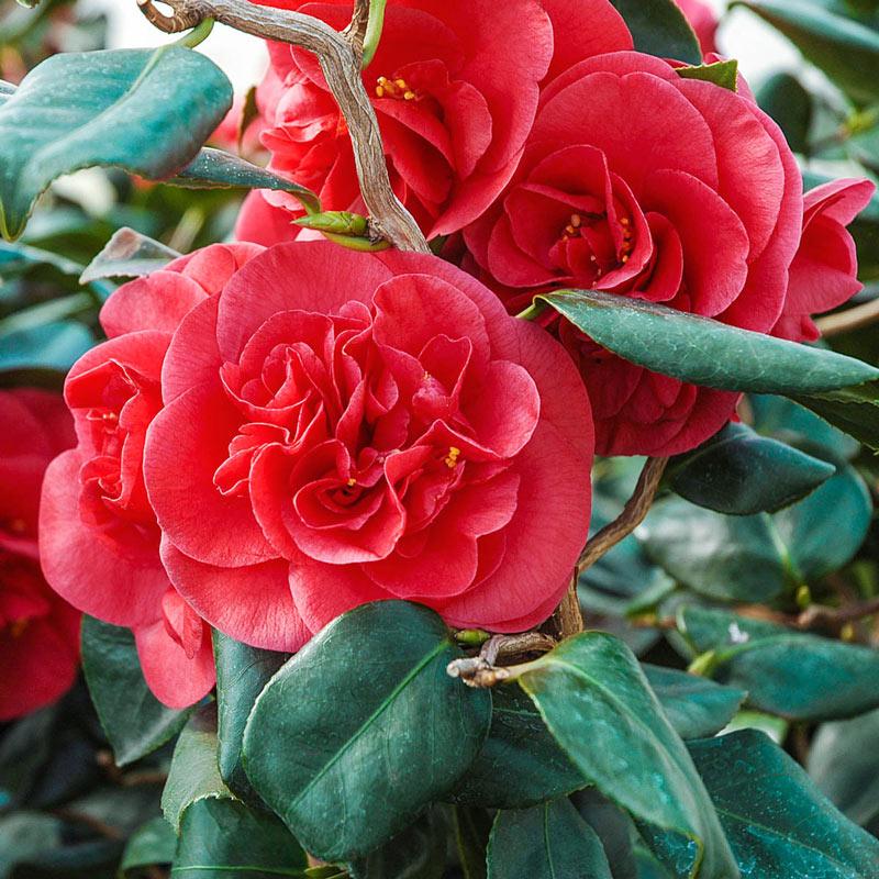 Saturday, February 15, 10:00 am – 5:00 pm, and Sunday, February 16, 10:00 am – 4:00 pm – Camellia Show Weekend