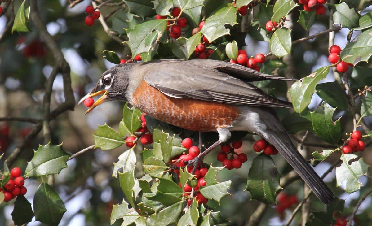 Thursday, March 26, 7:00 pm – 8:30 pm – Gardening For the Birds – POSTPONED