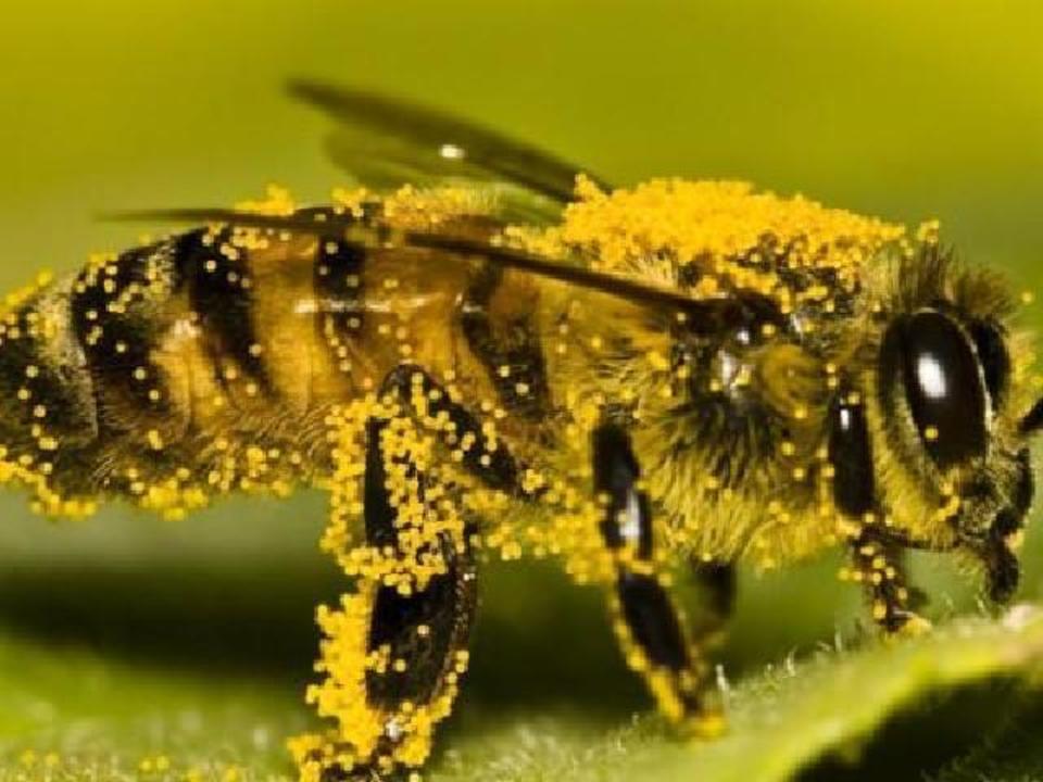 Monday, March 23, 12:30 pm – Protecting Pollinators Webinar
