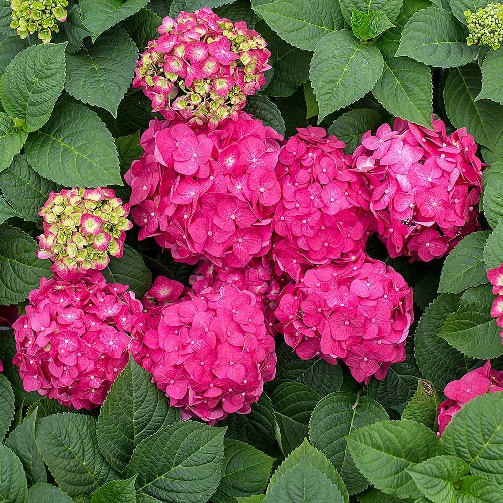 Saturday, April 25, 10:00 am – 12:00 noon – Hydrangea Pruning Success Online