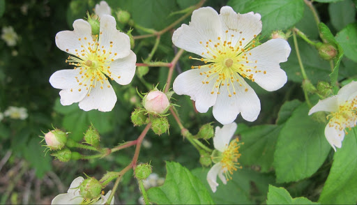 Native Plant Trust – Buy Native, Pick Up Safely