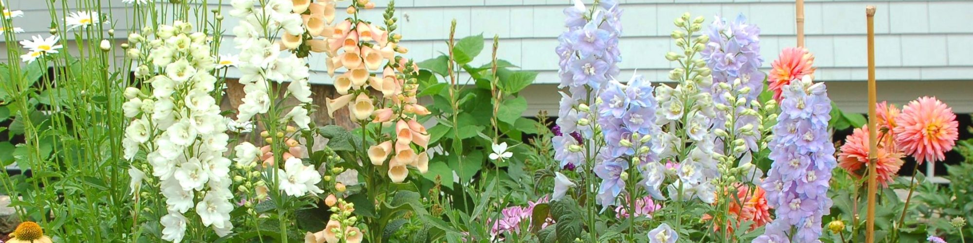 Friday, June 19 – Sunday, June 21 – Concord Museum’s Virtual Garden Tour