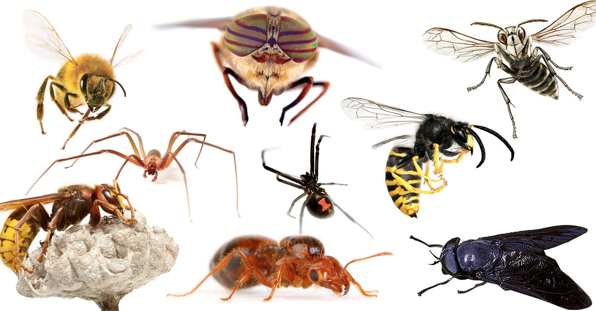 Tuesday, June 23, 7:00 pm – 9:00 pm – Insects for Beginners Online
