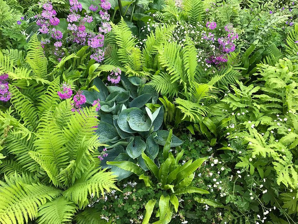 Virtual Jamaica Plain Garden Tour