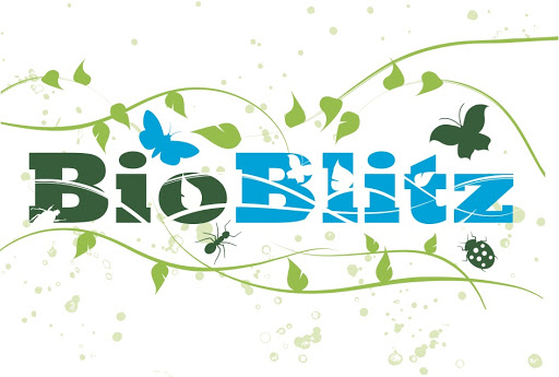 Tuesday, August 4, 4:30 pm – BioBlitz Session Online