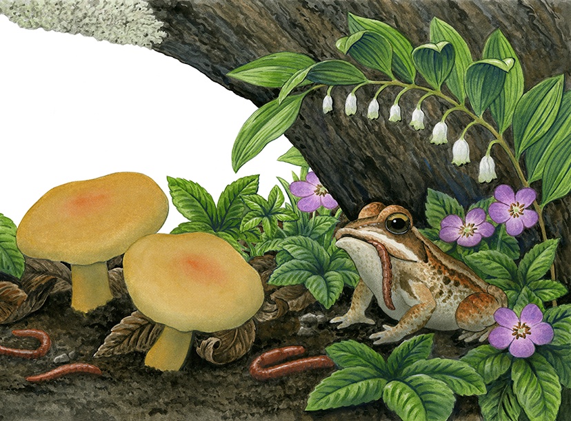 Sunday, September 20, 10:30 am – Magnificent Mushrooms Botanical Illustration