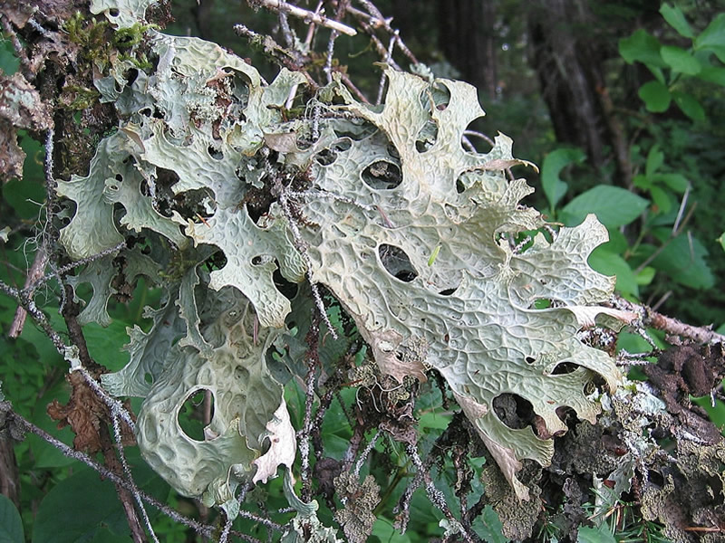 Thursday, November 12, 7:00 pm – 8:30 pm – Lichens, Online