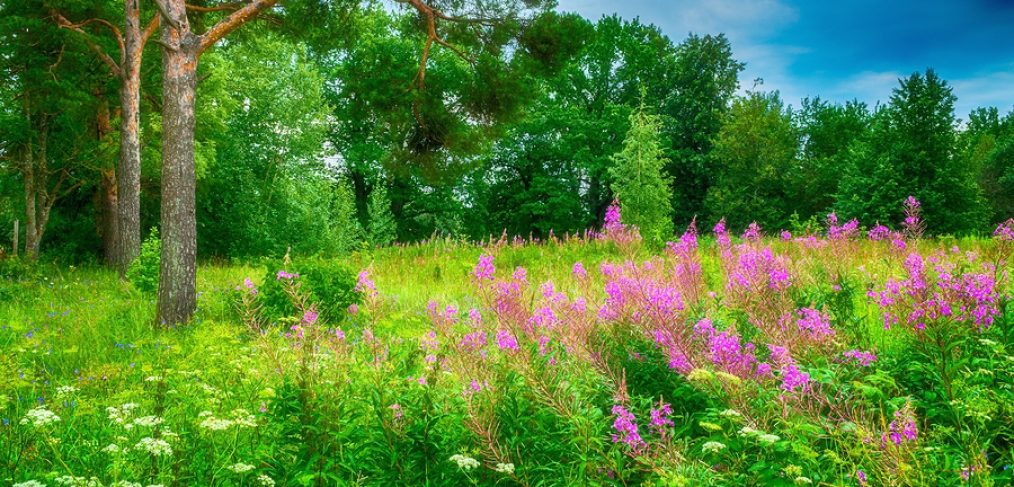 Wednesday, November 4, 12:00 noon – 1:00 pm – The Challenges and Complexities of Ecological Gardens – A 5-Year Journal of Discoveries Webinar
