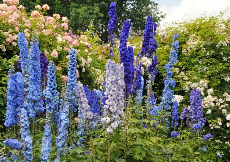 Sunday, June 27 – Wednesday, July 7 – Botanical Alaska 2021