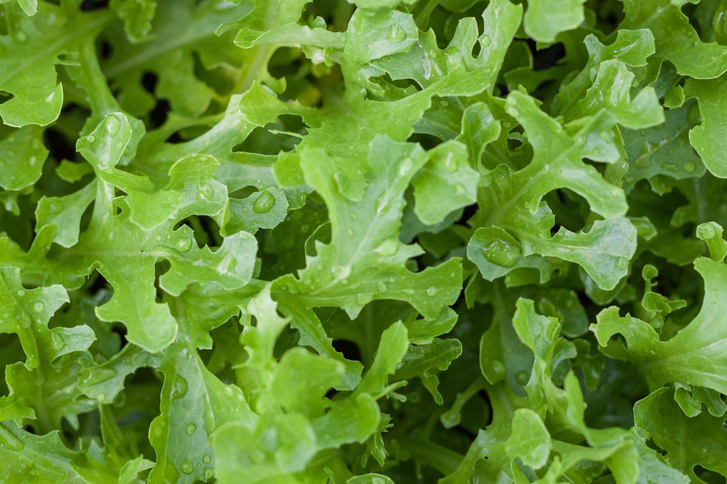 Wednesday, February 24, 10:00 am – 11:15 am – Sustainability at Little Leaf Farm, Online