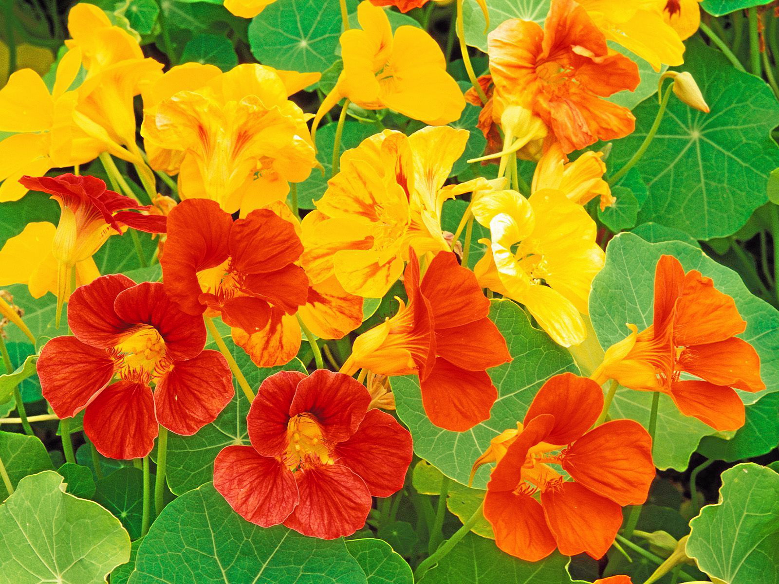 Friday, April 9, 12:00 pm – 1:00 pm – Behind the Scenes of the Hanging Nasturtiums, Online