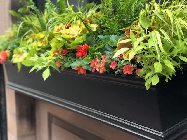 Thursday, April 15, 2:00 pm – Garden Club of the Back Bay April Meeting, Online: Container Garden Demonstration by Rouvalis Flowers and Gardens
