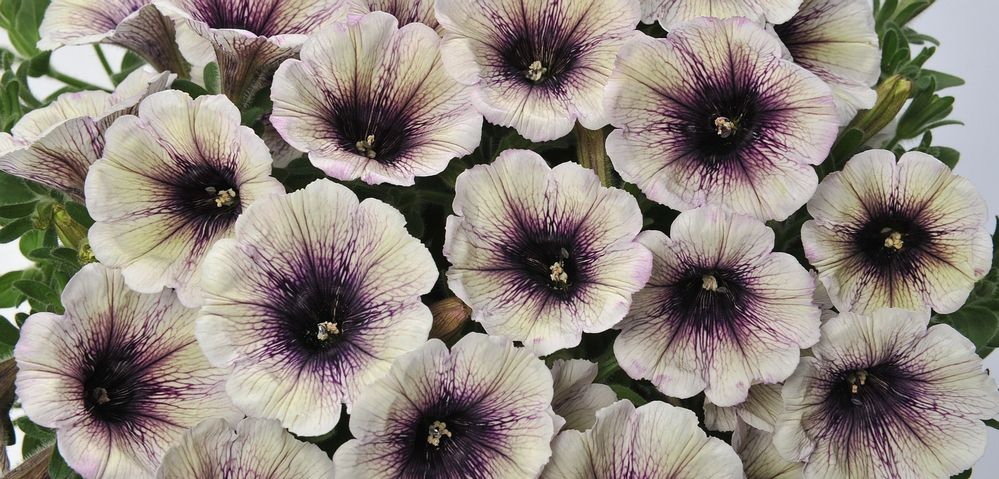 Friday & Saturday, May 10 & 11 – Berkshire Botanical Garden 47th Annual Plants and Answers Sale