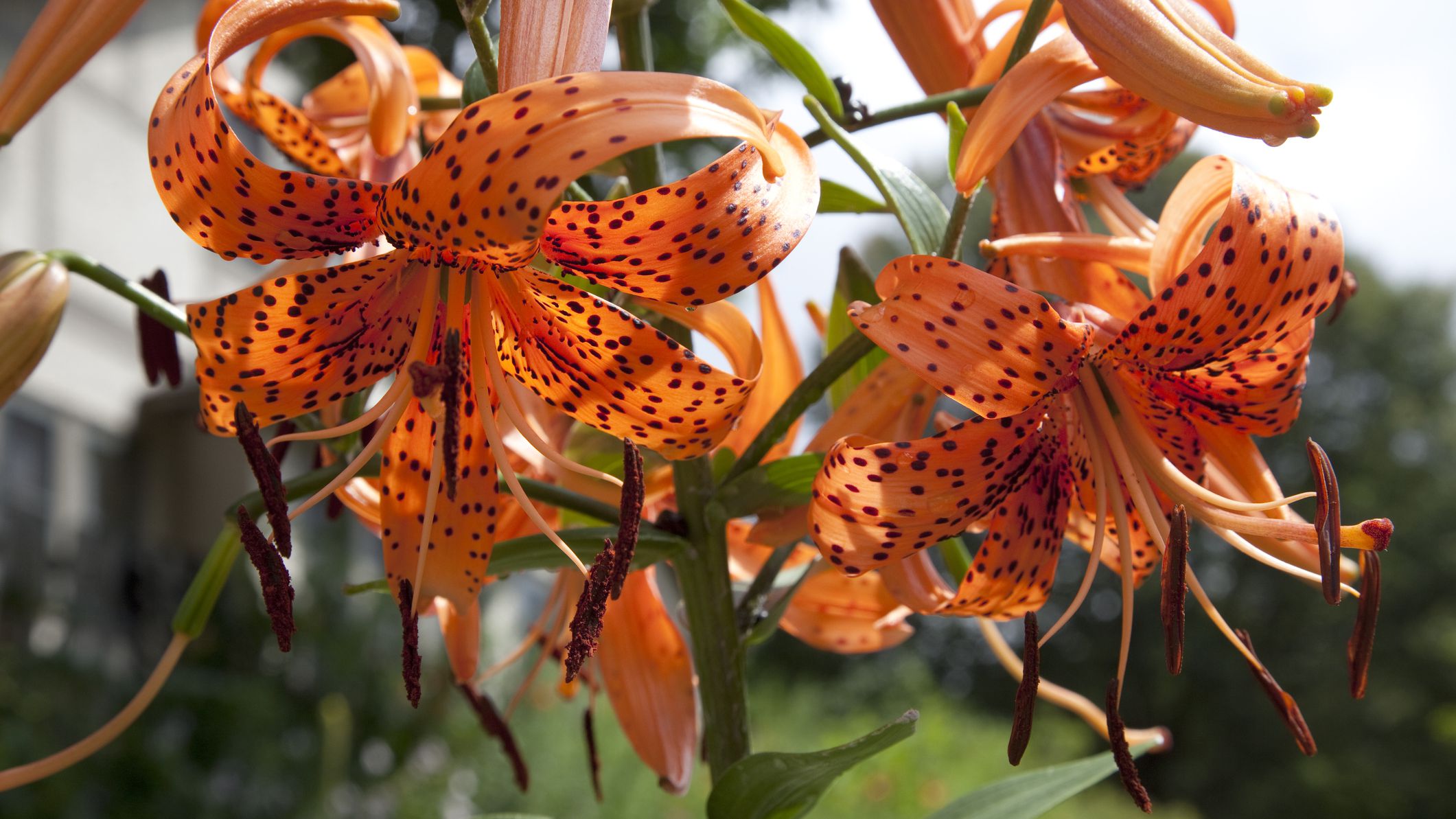 Thursday, May 20, 9:30 am – 12:30 pm – Gilding the Liliaceae