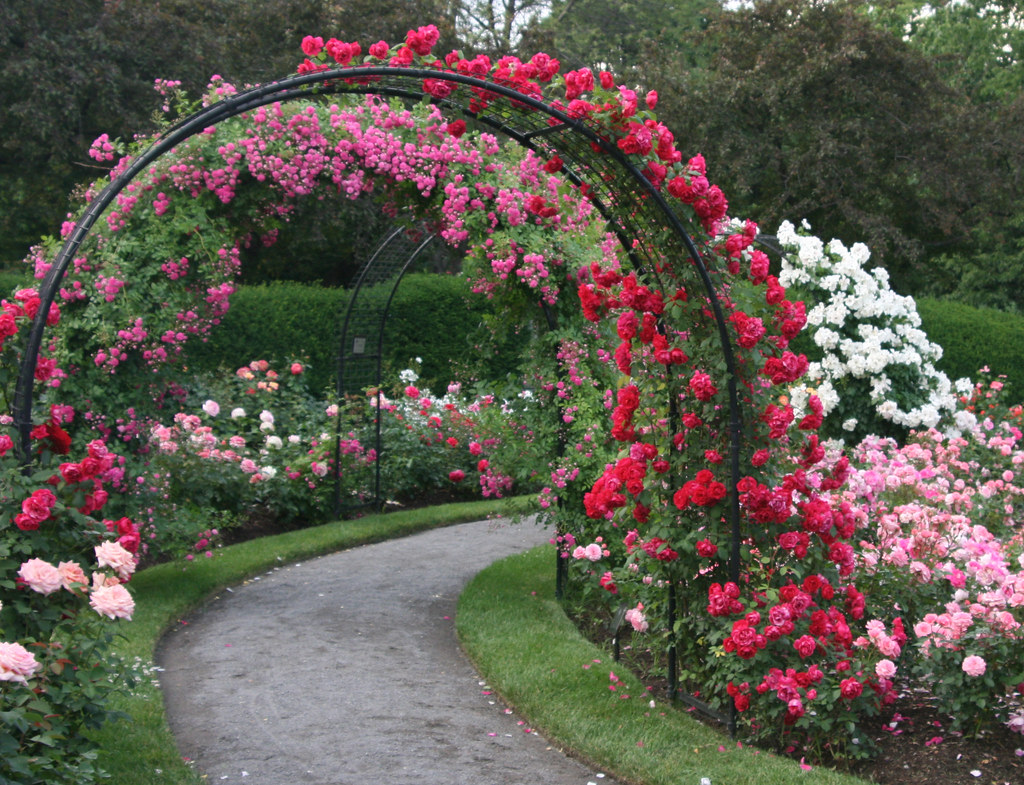 Tuesday, June 22, 6:00 pm – Garden Club of the Back Bay Kelleher Rose Garden Tour