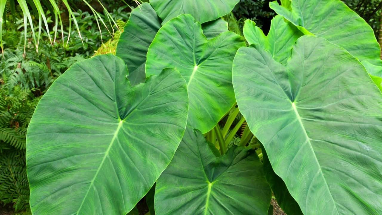 Thursday, July 29, 12:00 noon – 1:00 pm – Selection and Care of Houseplants, Online