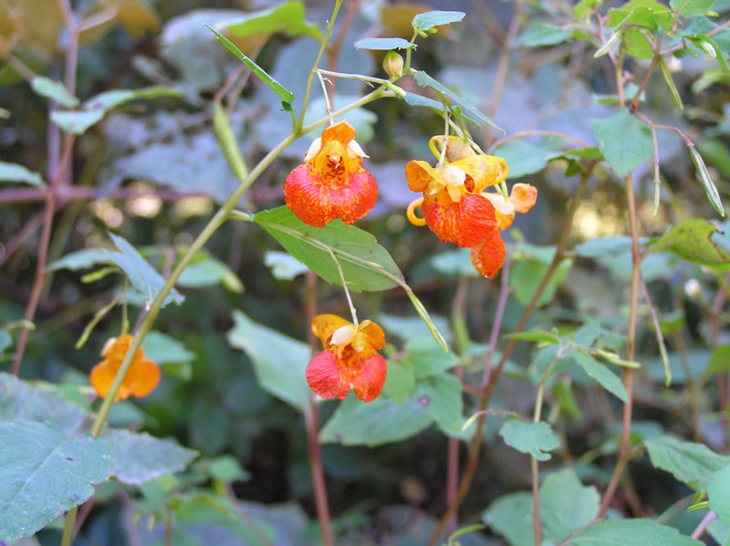 Saturday, August 21, 11:00 am – 1:00 pm – Wild Herb Medicine Walk