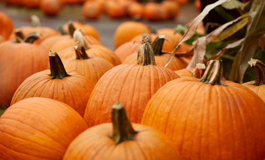 Saturday, October 11, & Sunday, October12, 10:00 am – 5:00 pm – Berkshire Botanical Garden Harvest Festival