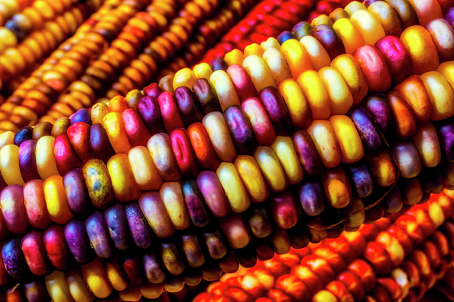 Saturday, September 25, 3:00 pm – 4:00 pm – Garden for Boston Harvest Celebration