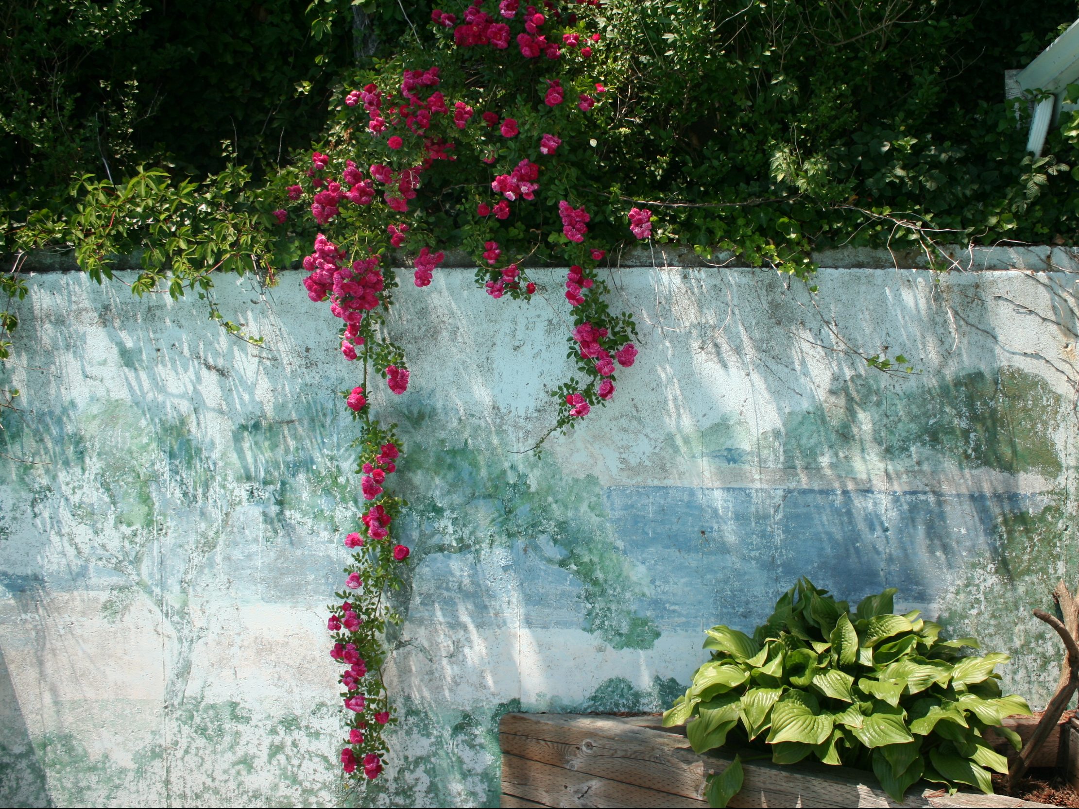 Saturday, June 18, 10:00 am – 2:00 pm – South End Garden Tour