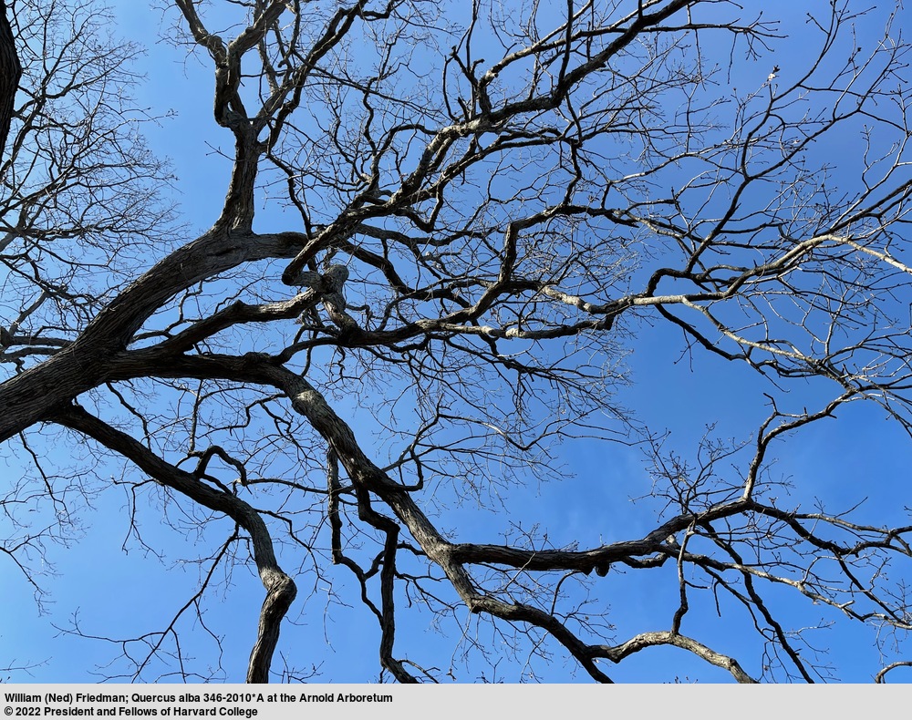 Rob Boss Tree Saturday, November 15, 10:00 am – 10:45 am – Tree Mob: The Oldest Tree ...